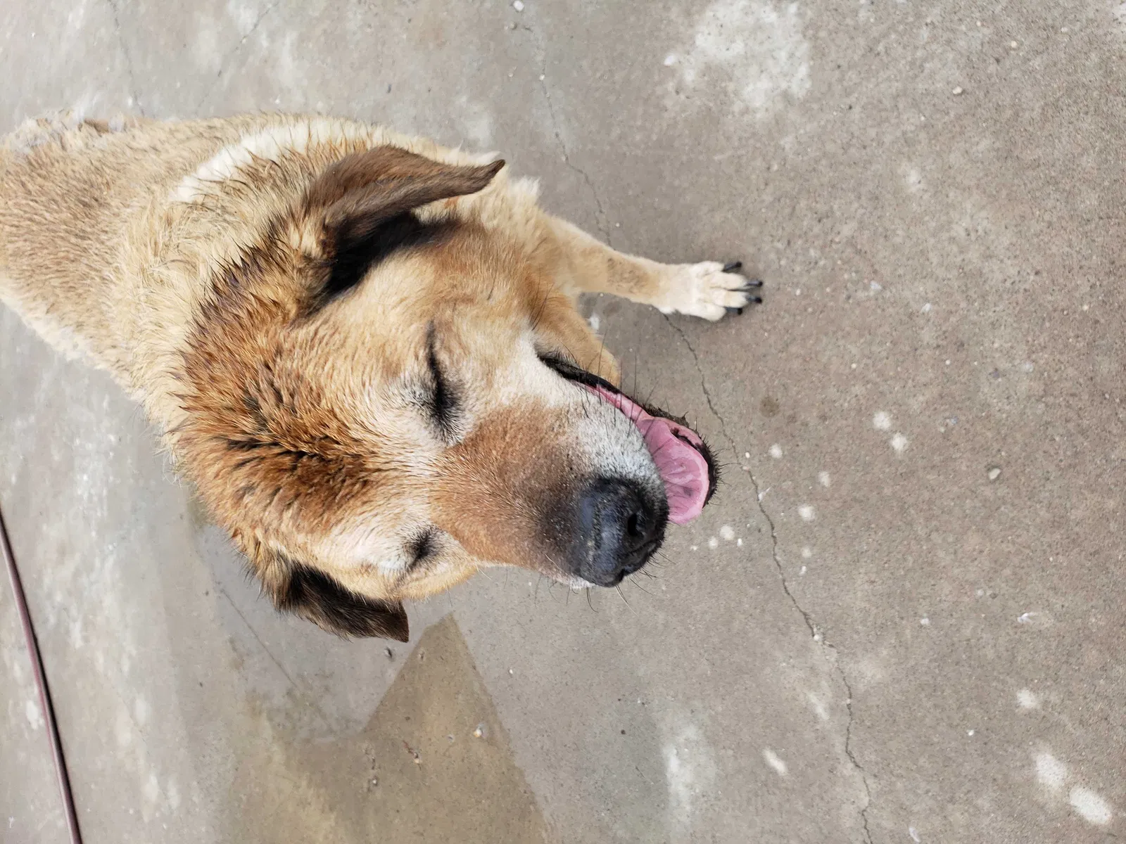 Found dog in Albuquerque, NM, 87105