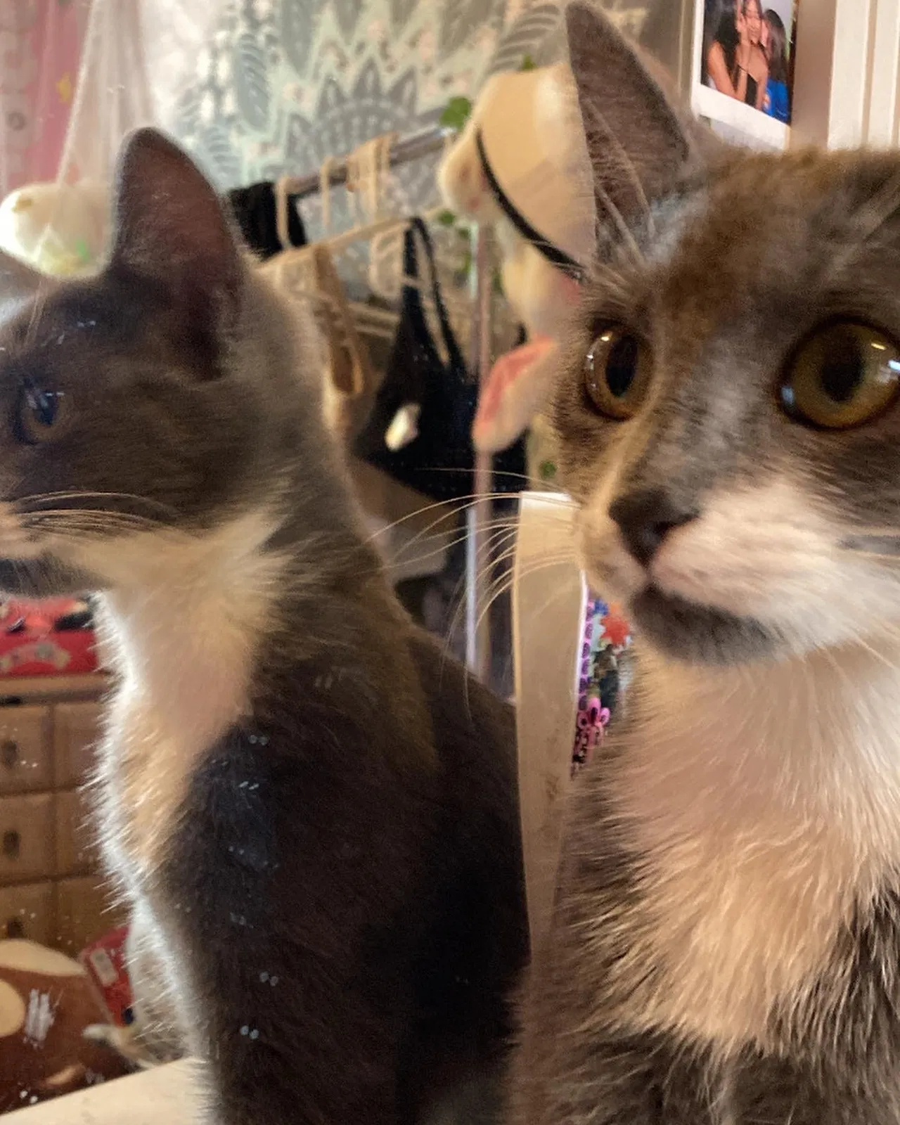 Lost cat in Modesto, CA, 95350