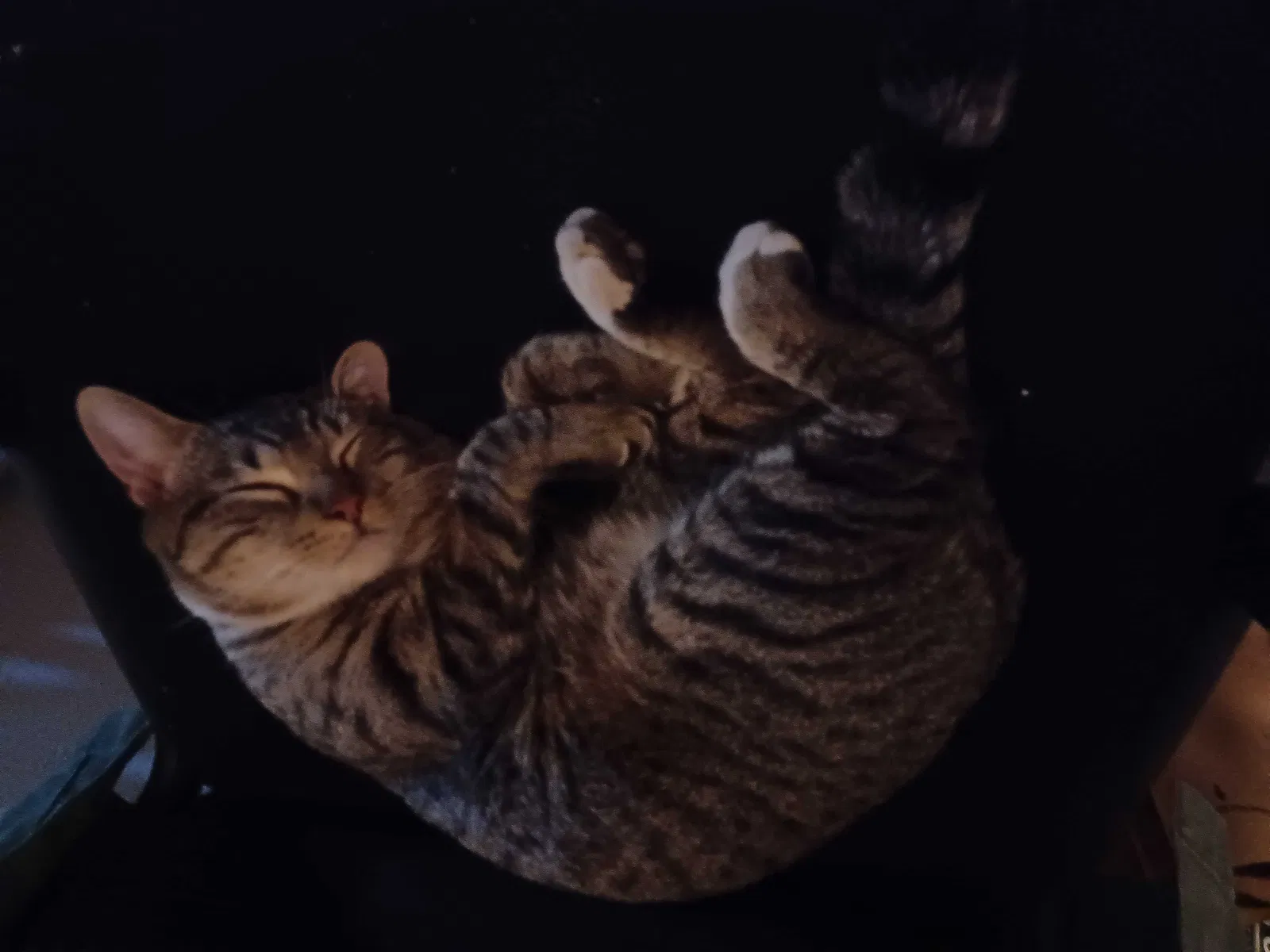 Lost cat in Albuquerque, NM, 87102