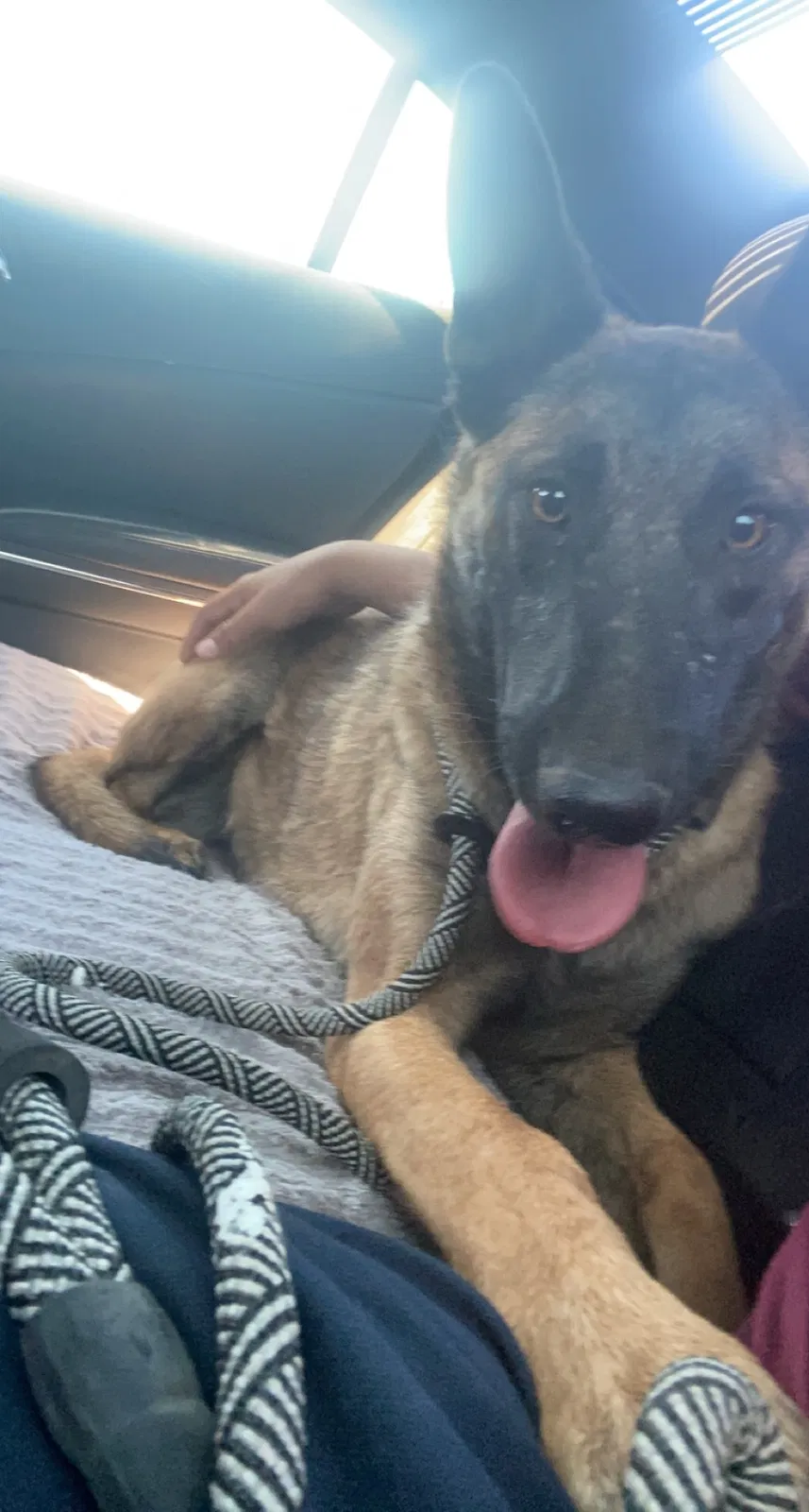 Lost dog in Lemoore, CA, 93245