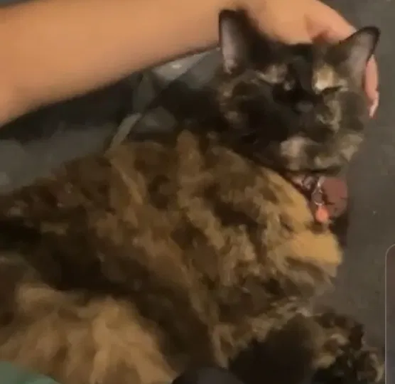 Lost cat in Saint Petersburg, FL, 33702