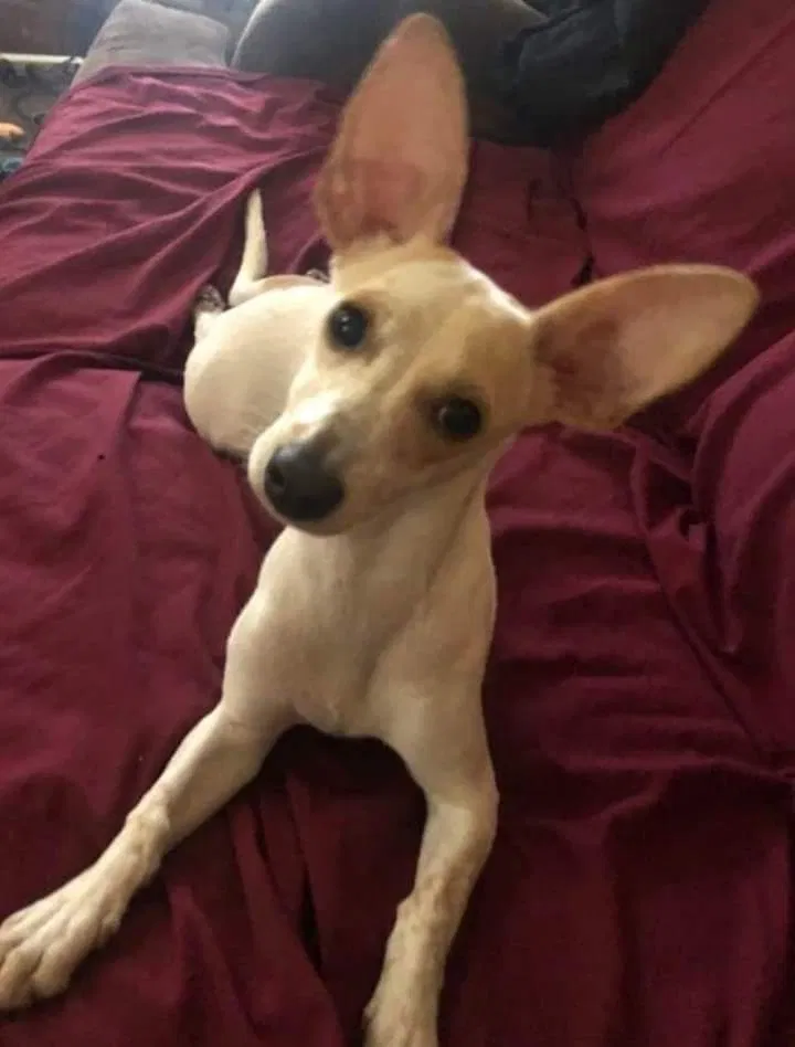 Lost dog in Fresno, CA, 93704