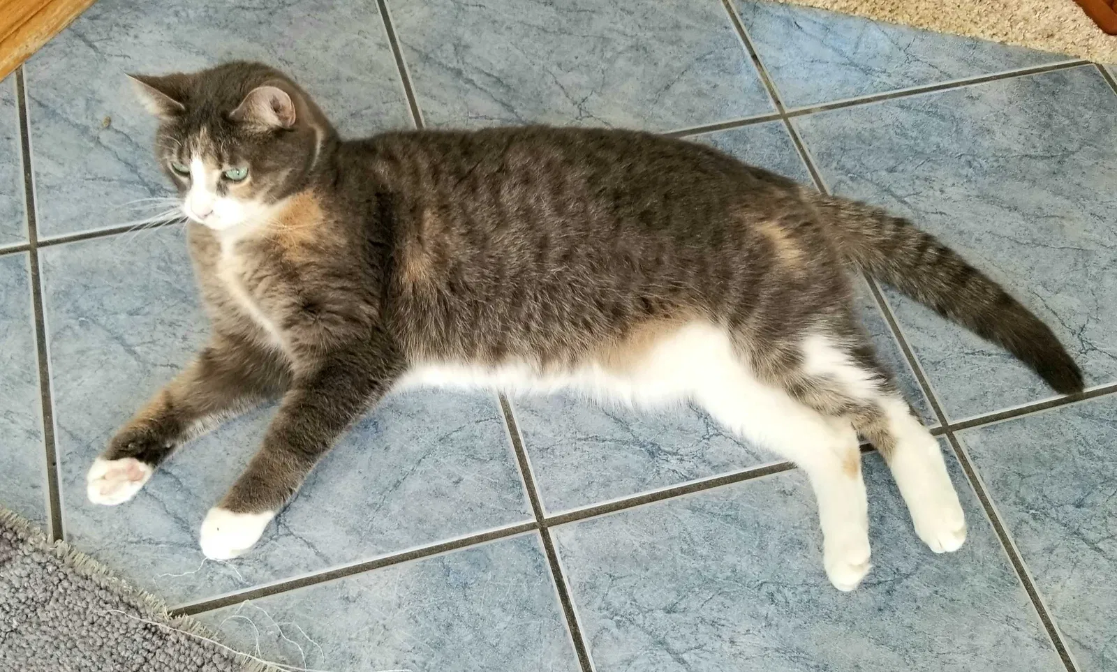 Lost cat in Belle Vernon, PA, 15012