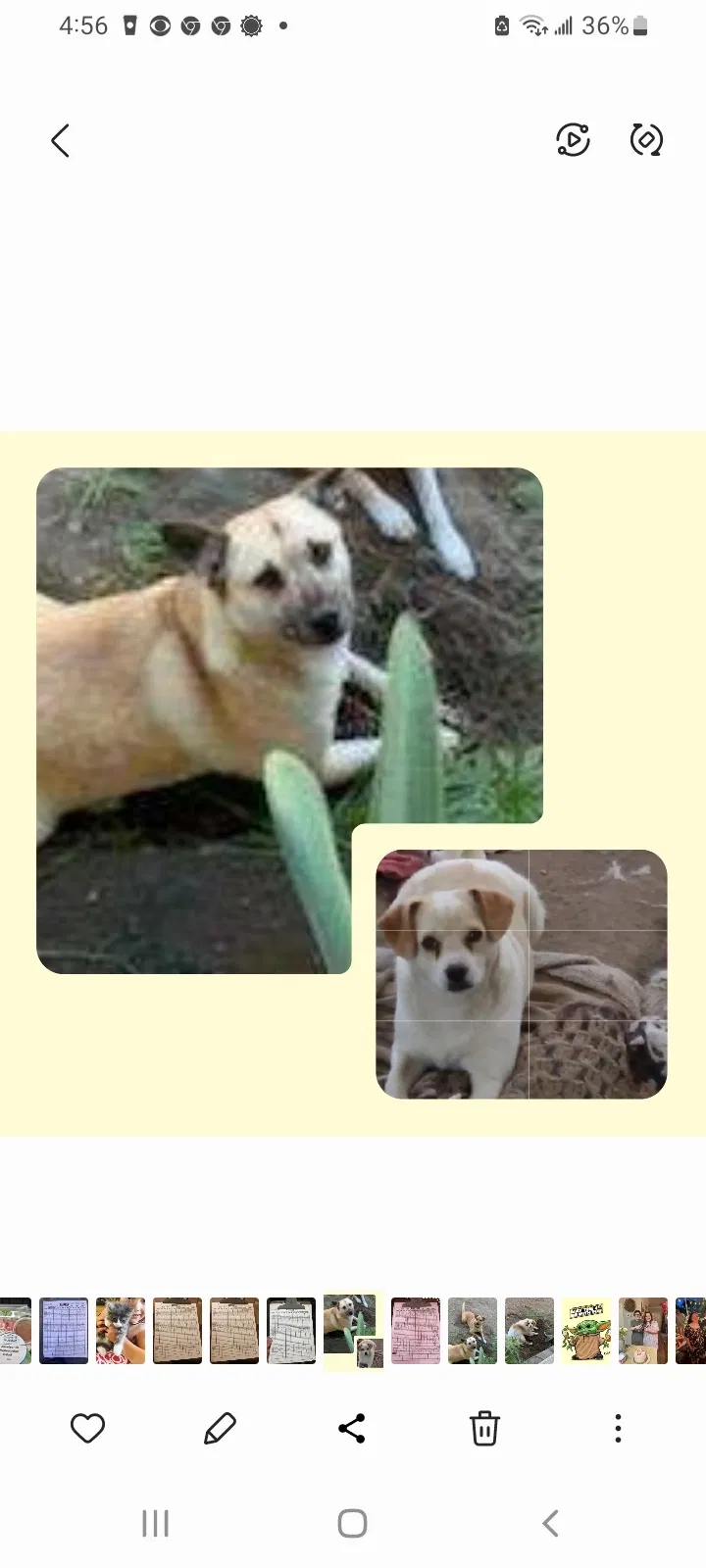 Lost dog in Bakersfield, CA, 93307