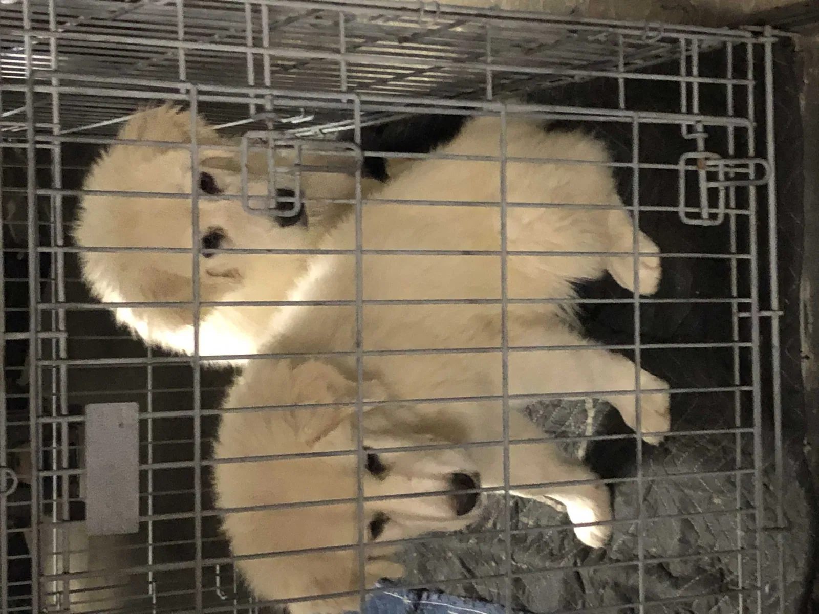 Lost dog in Summerville, GA, 30747
