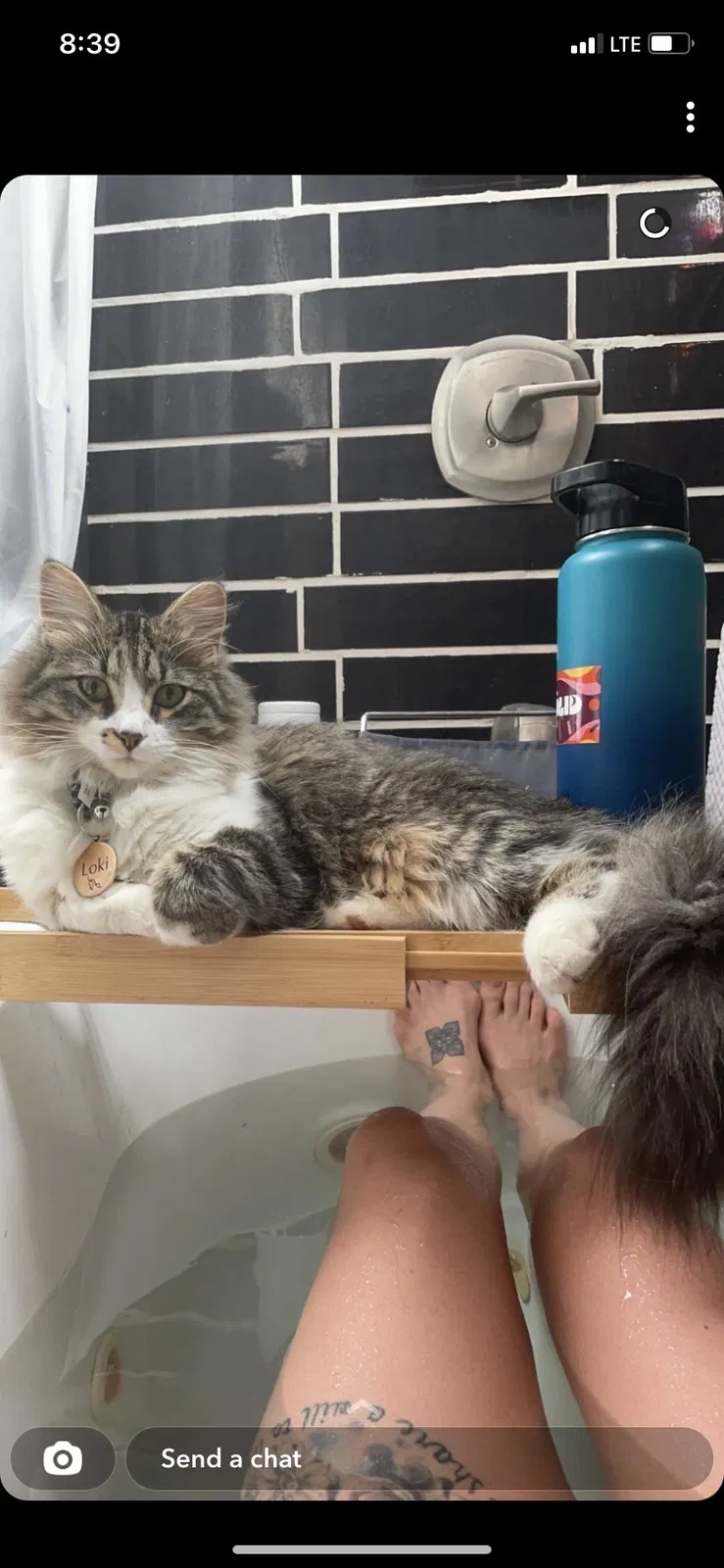 Lost cat in Salt Lake City, UT, 84128