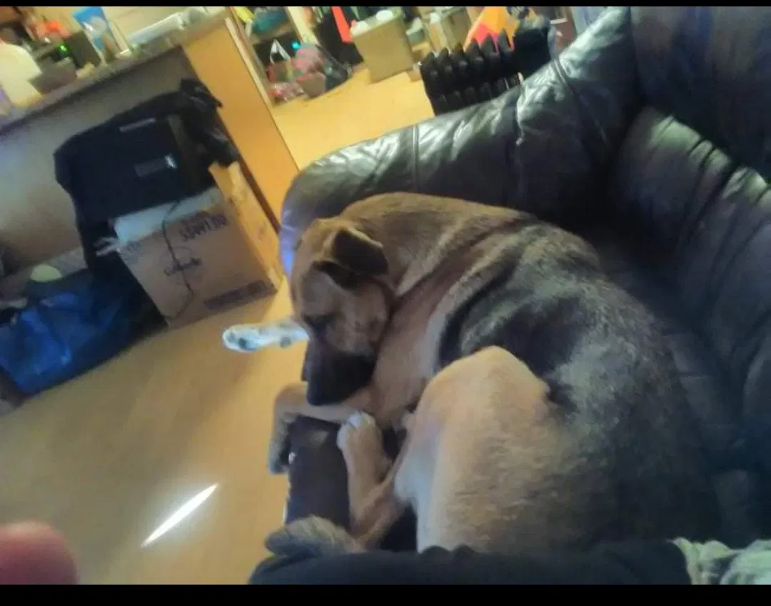 Lost dog in Sherwood, AR, 72120