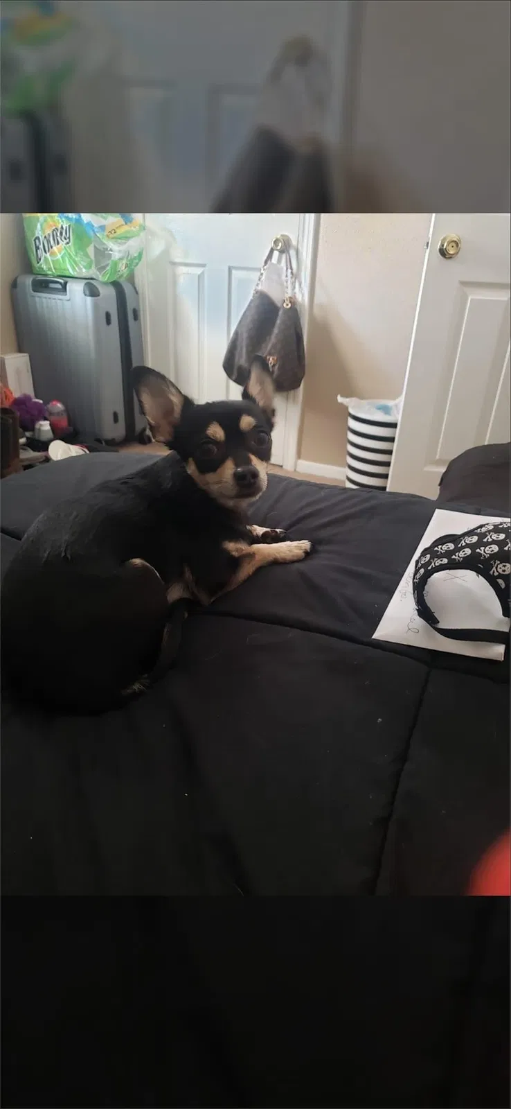 Lost dog in Victorville, CA, 92392