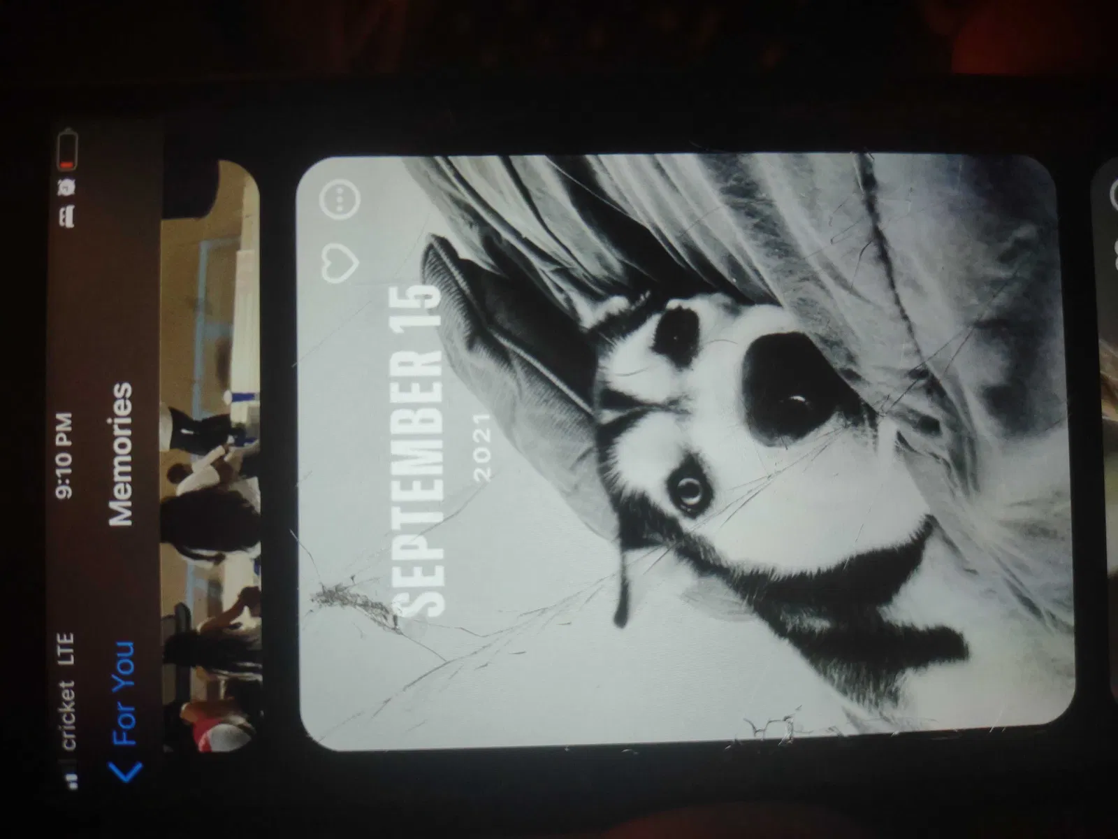 Lost dog in Albuquerque, NM, 87109