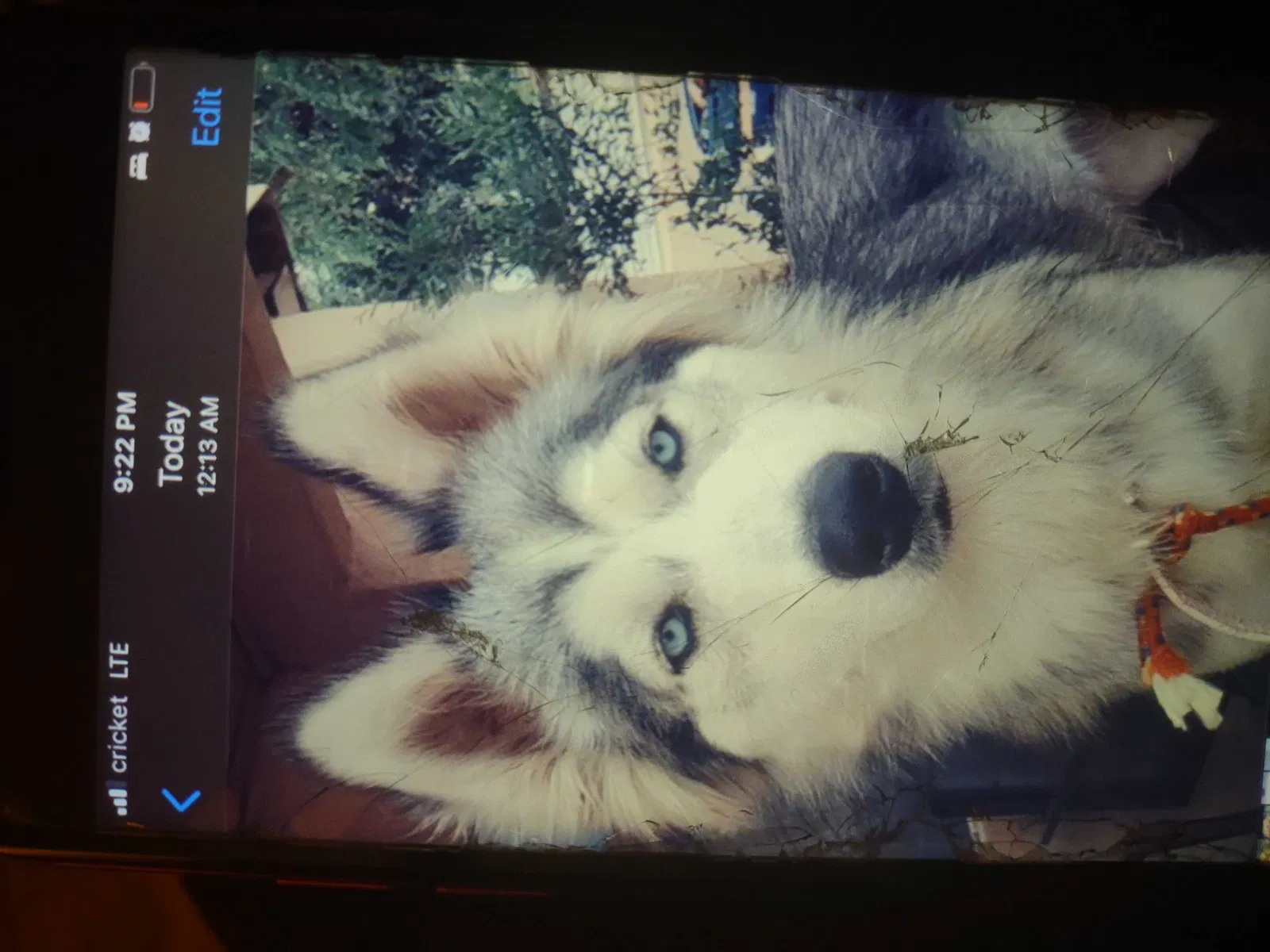 Lost dog in Albuquerque, NM, 87109