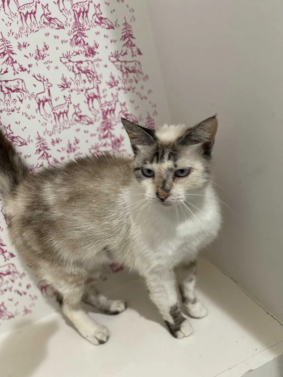 Lost cat in Houston, TX, 77005