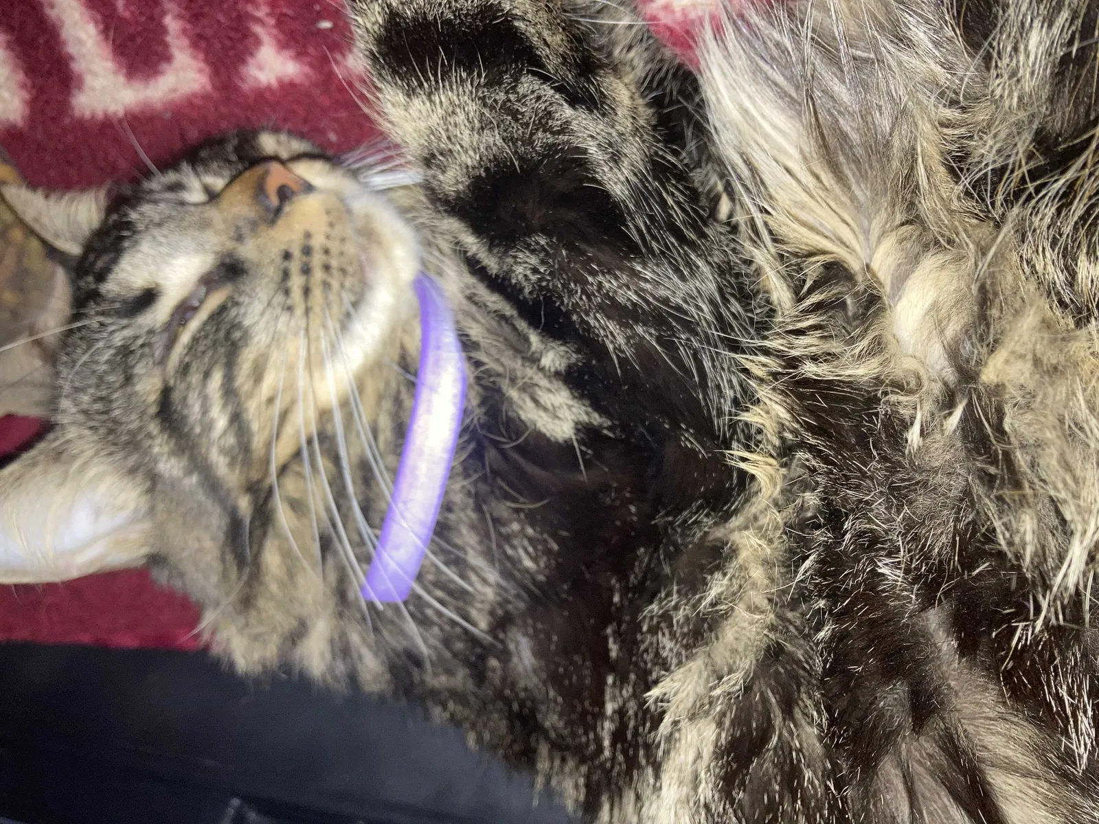 Lost cat in North Chicago, IL, 60064