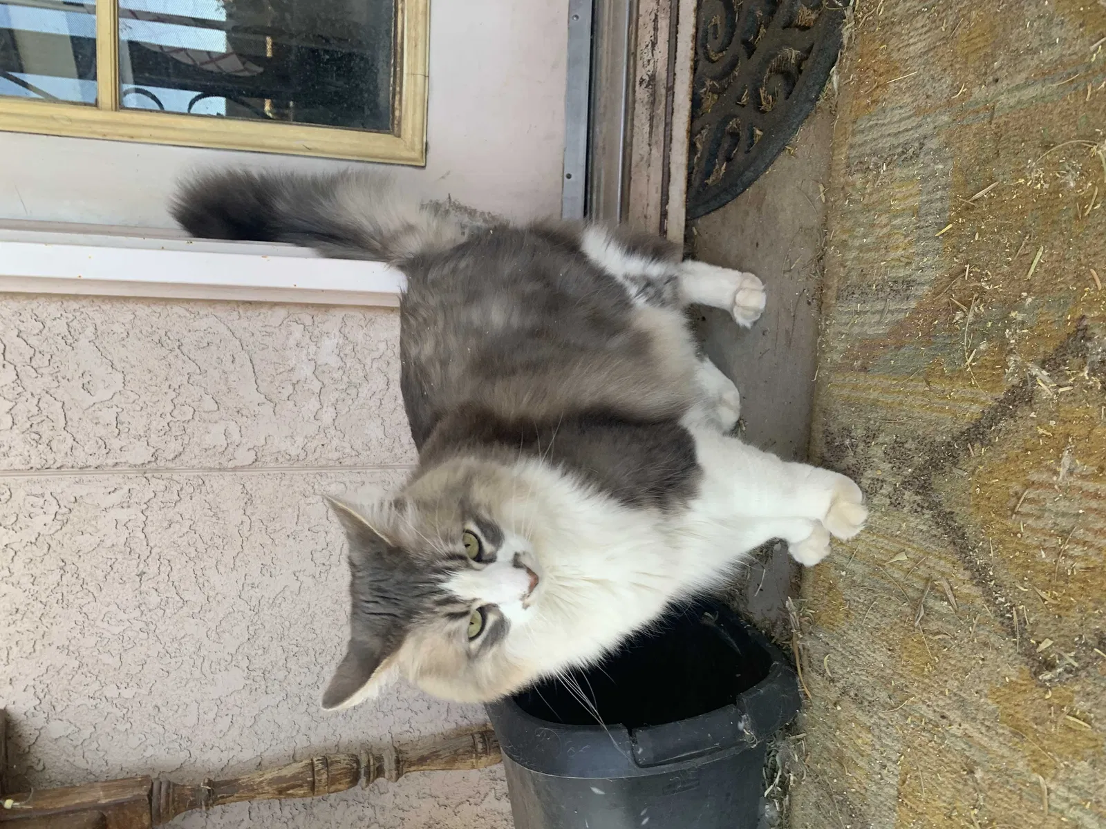 Lost cat in Tucson, AZ, 85730