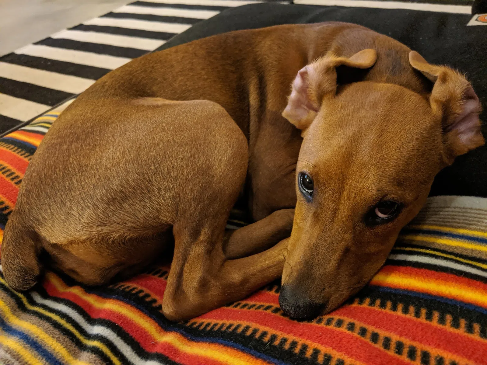 Lost dog in Pasadena, CA, 91107