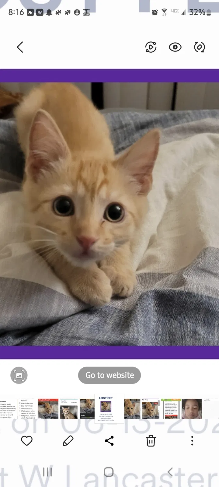 Lost cat in Lancaster, CA, 93534