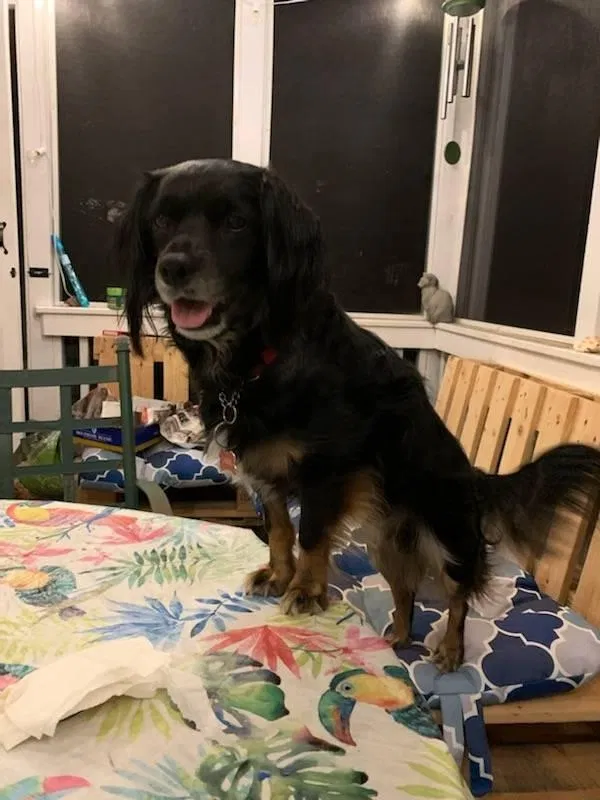 Lost dog in Kennesaw, GA, 30152