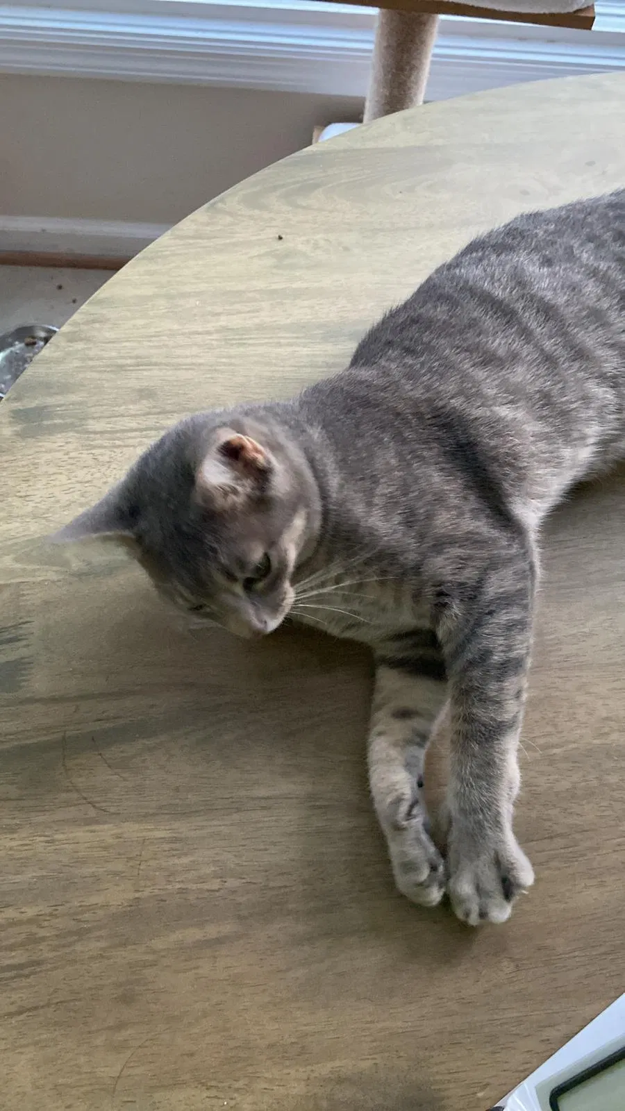 Lost cat in Birmingham, AL, 35223