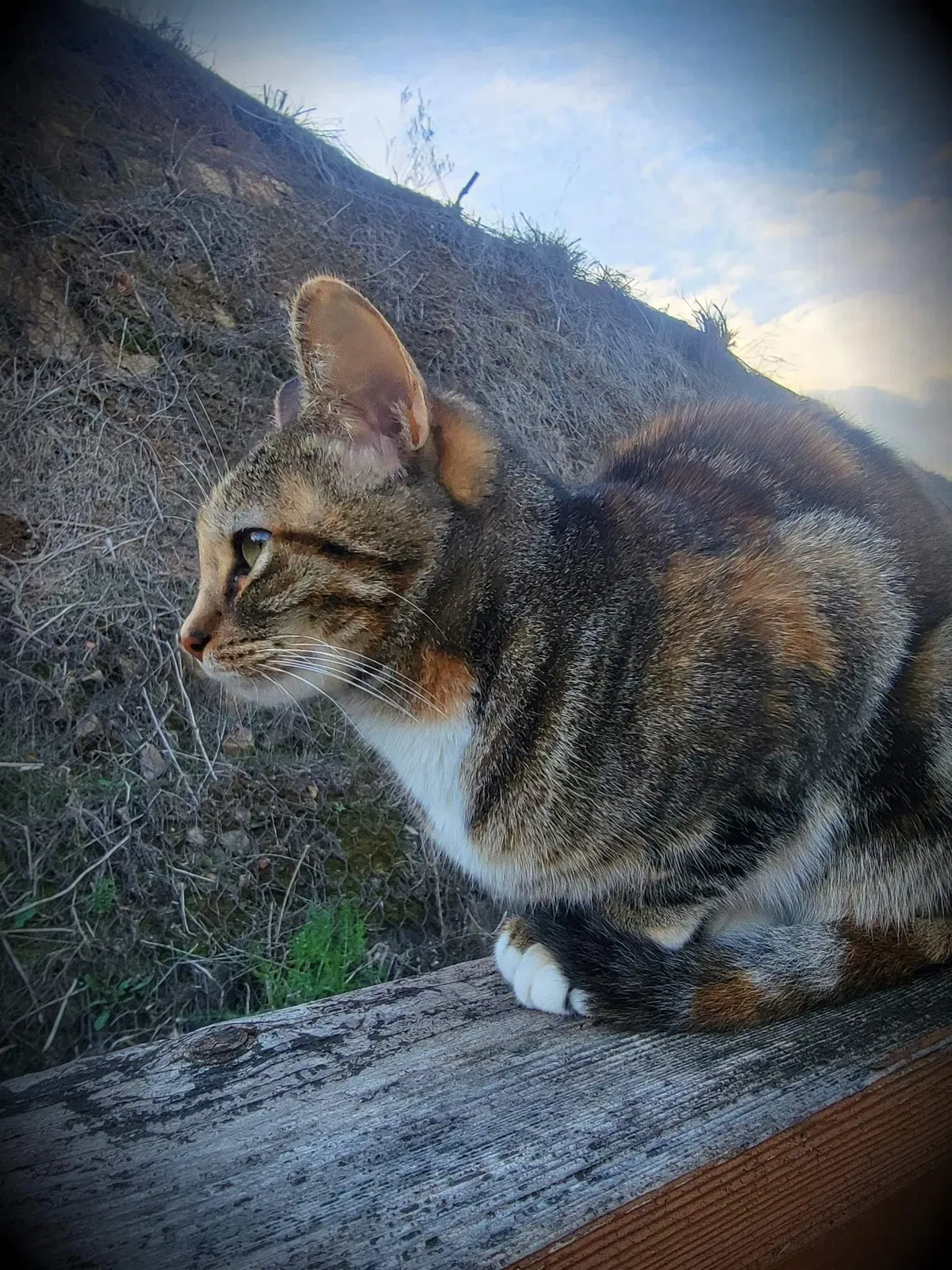 Lost cat in San Marcos, CA, 92069