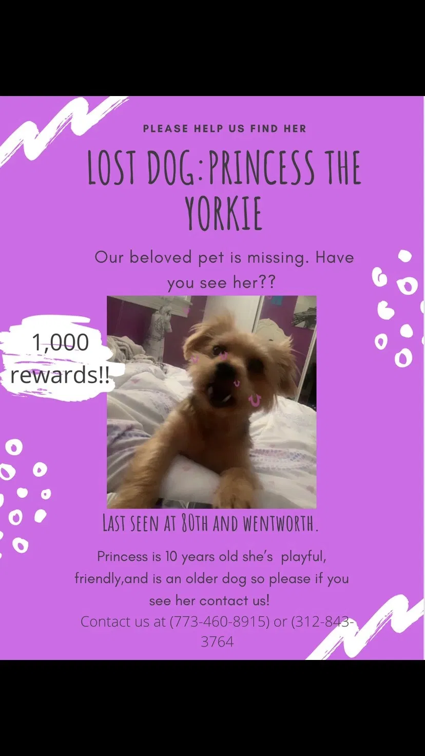 Lost dog in Chicago, IL, 60620