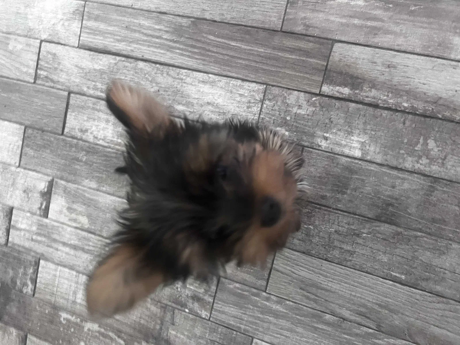 Lost dog in El Paso, TX, 79928