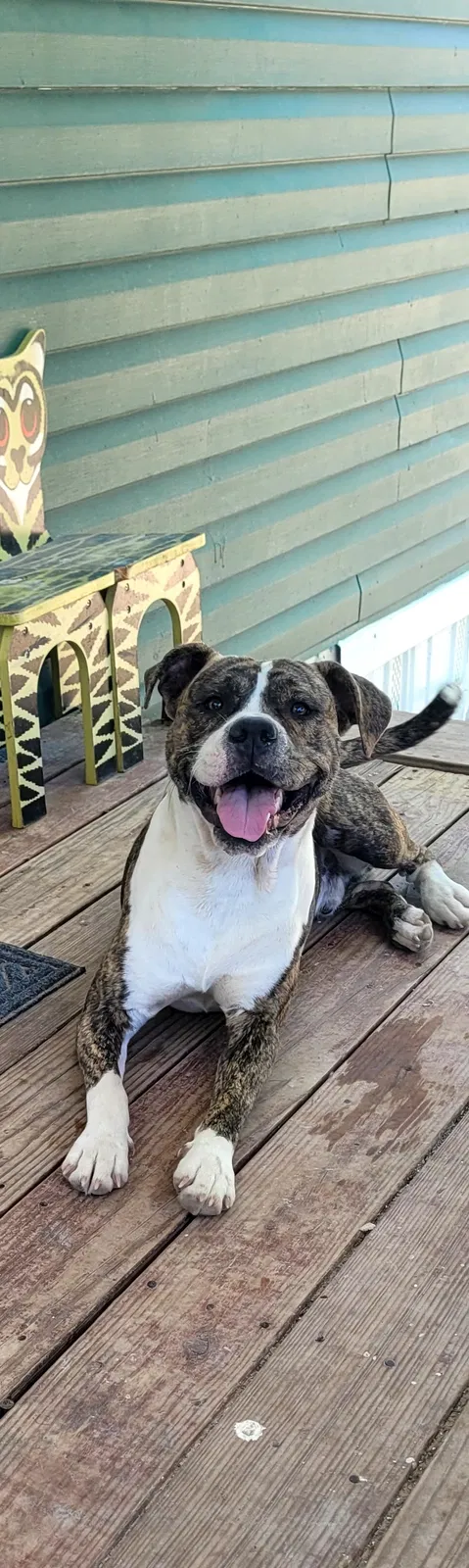 Lost dog in Cleveland, TX, 77327