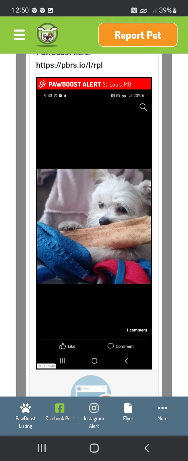 Lost dog in Saint Louis, MO, 63101