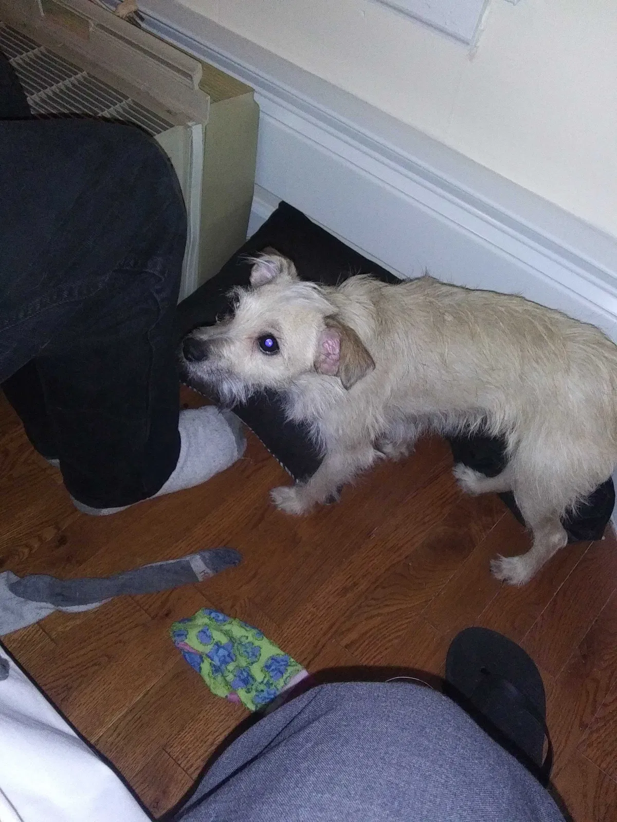 Lost dog in Hartford, CT, 6105