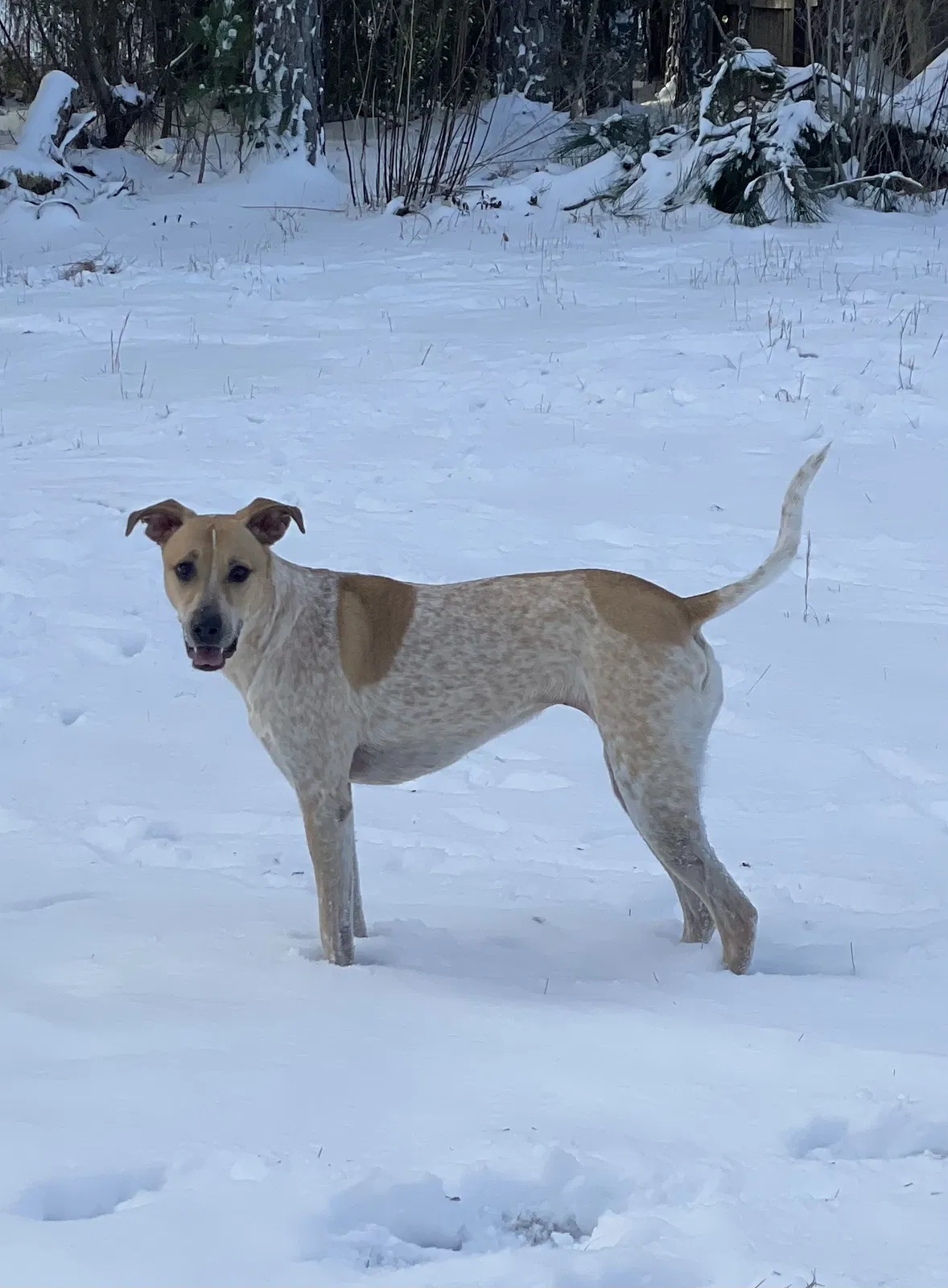 Lost dog in Lillington, NC, 27546