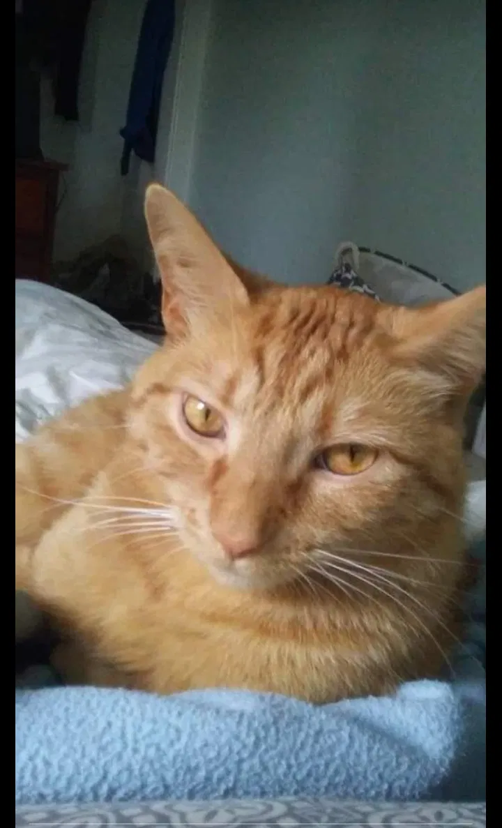 Lost cat in Milwaukee, WI, 53214