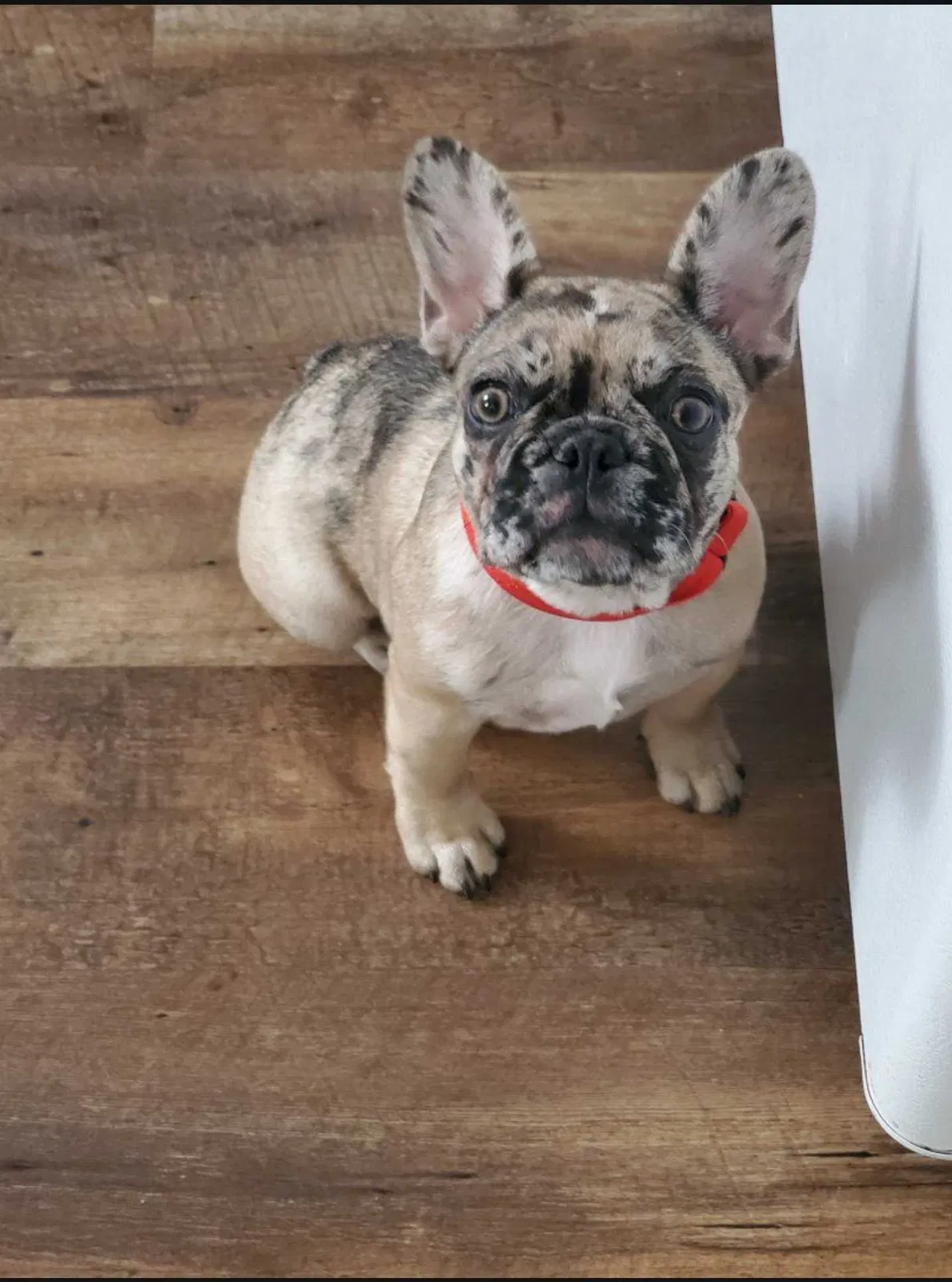 Lost dog in York, PA, 17404