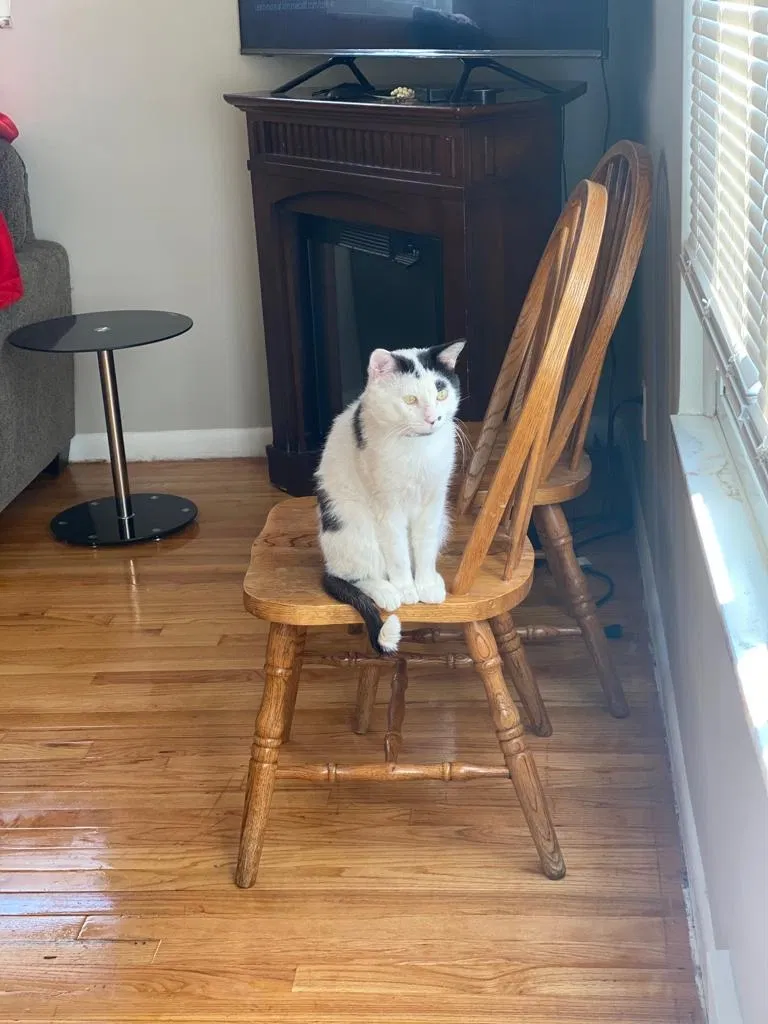 Lost cat in Dearborn Heights, MI, 48127