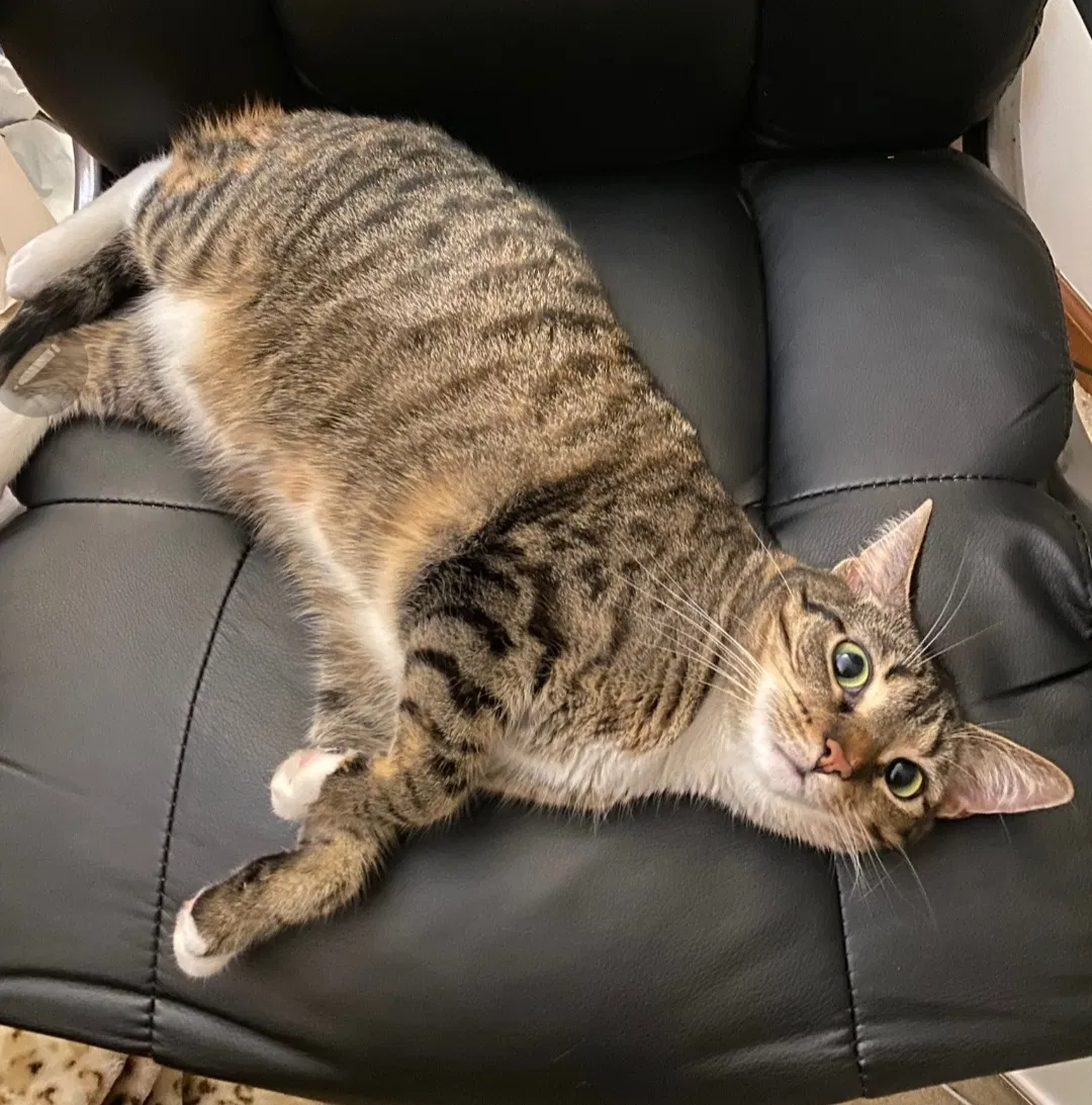 Lost cat in Marietta, GA, 30062