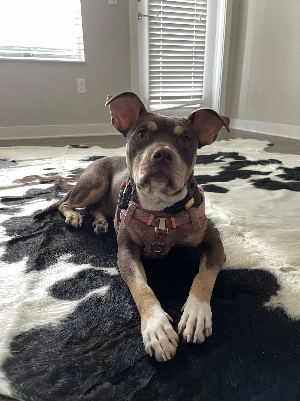 Lost dog in Miami Gardens, FL, 33056