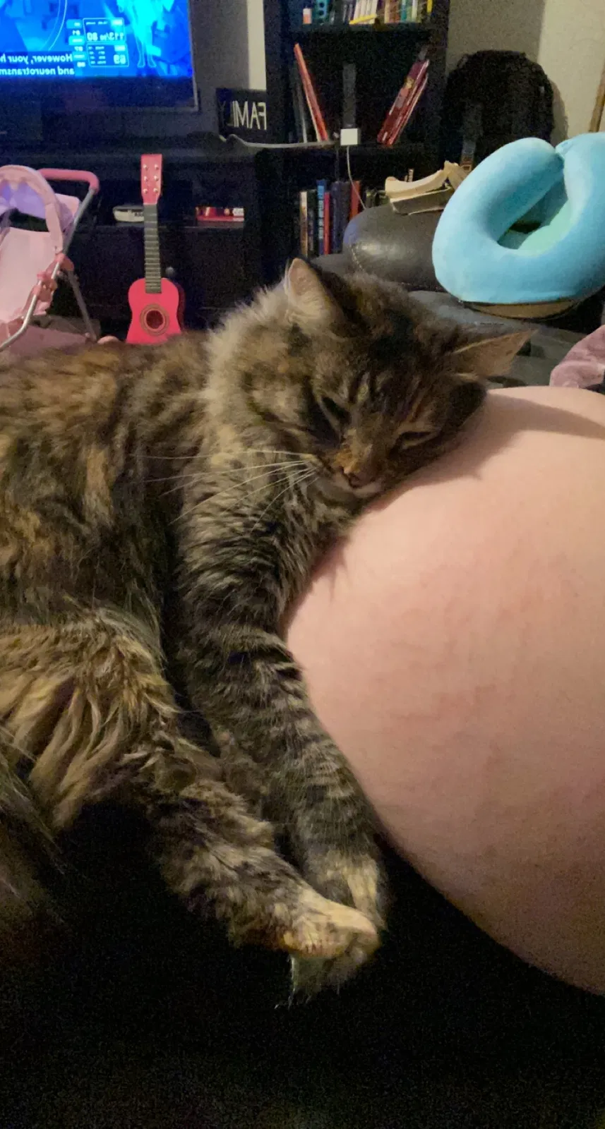 Lost cat in Citrus Heights, CA, 95610