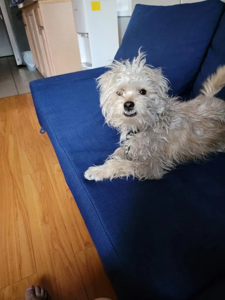 Lost dog in La Puente, CA, 91744