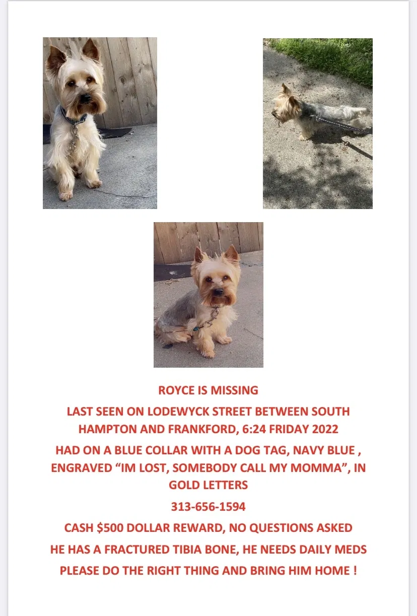 Lost dog in Detroit, MI, 48224