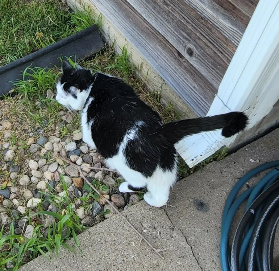 Lost cat in Sioux Falls, SD, 57106