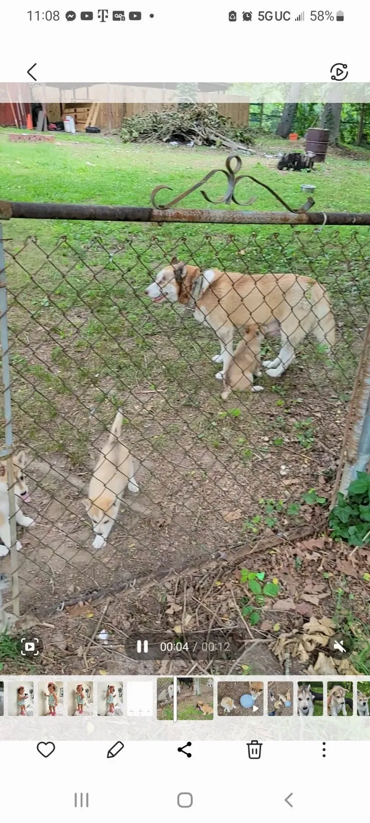Lost dog in Lithia Springs, GA, 30122