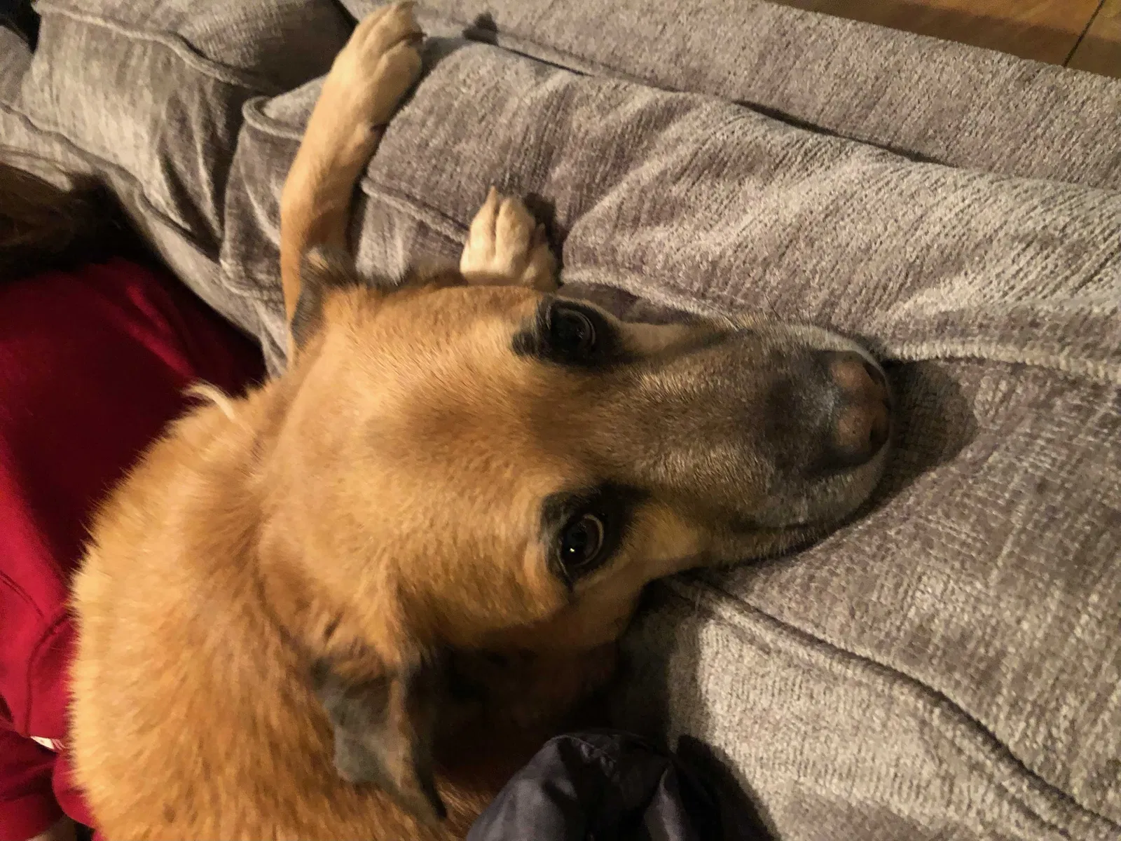 Lost dog in Tucson, AZ, 85713
