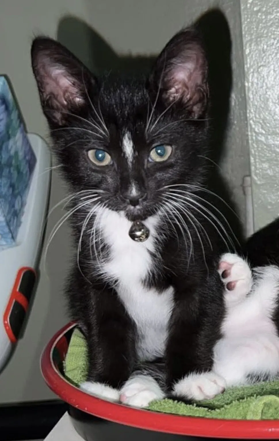 Lost cat in Forest Hills, NY, 11375