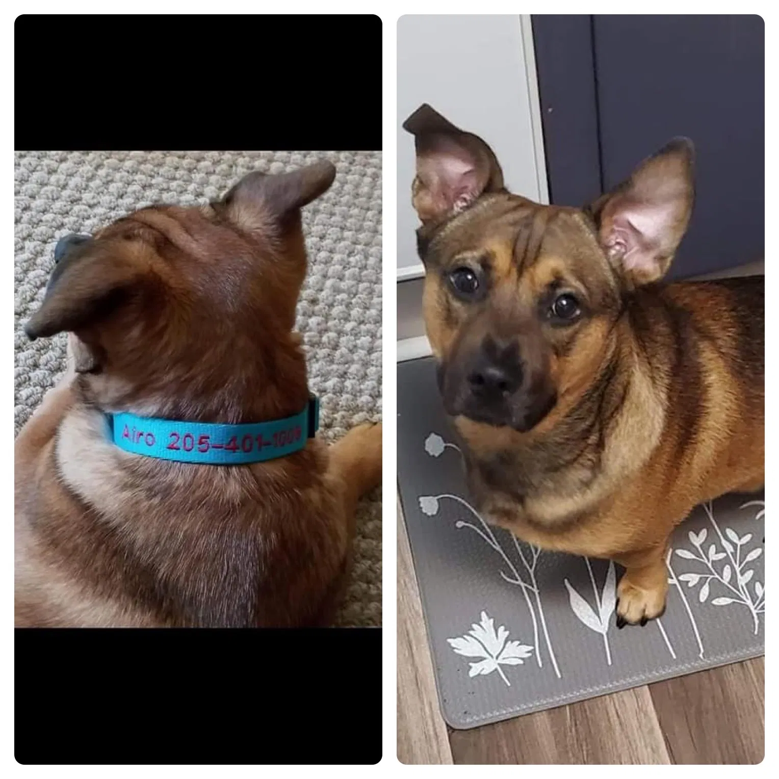Lost dog in Birmingham, AL, 35214