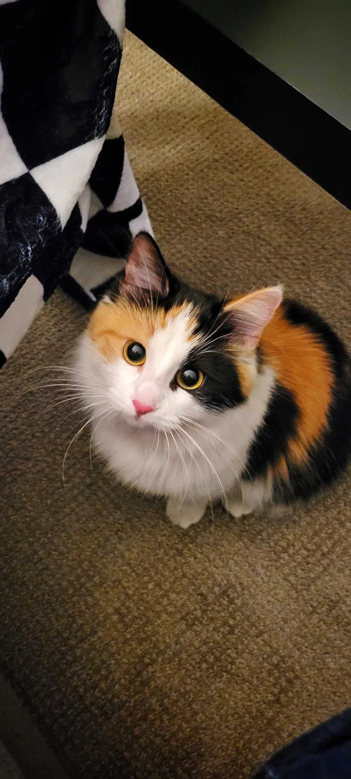 Lost cat in Minneapolis, MN, 55434
