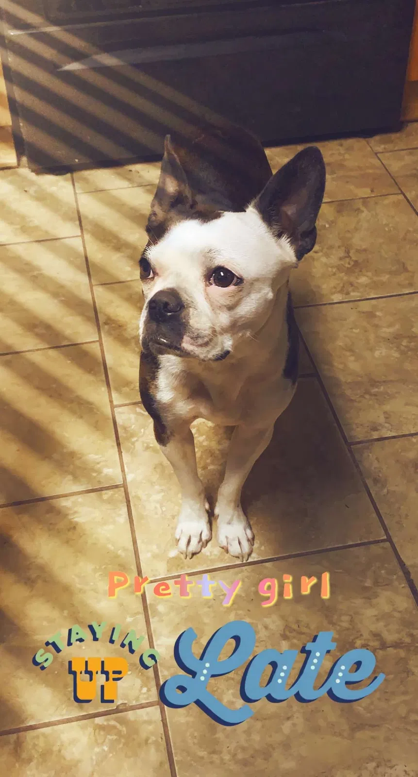 Lost dog in San Antonio, TX, 78245