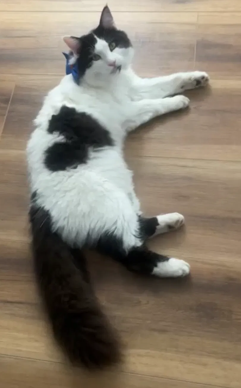 Lost cat in Chula Vista, CA, 91911