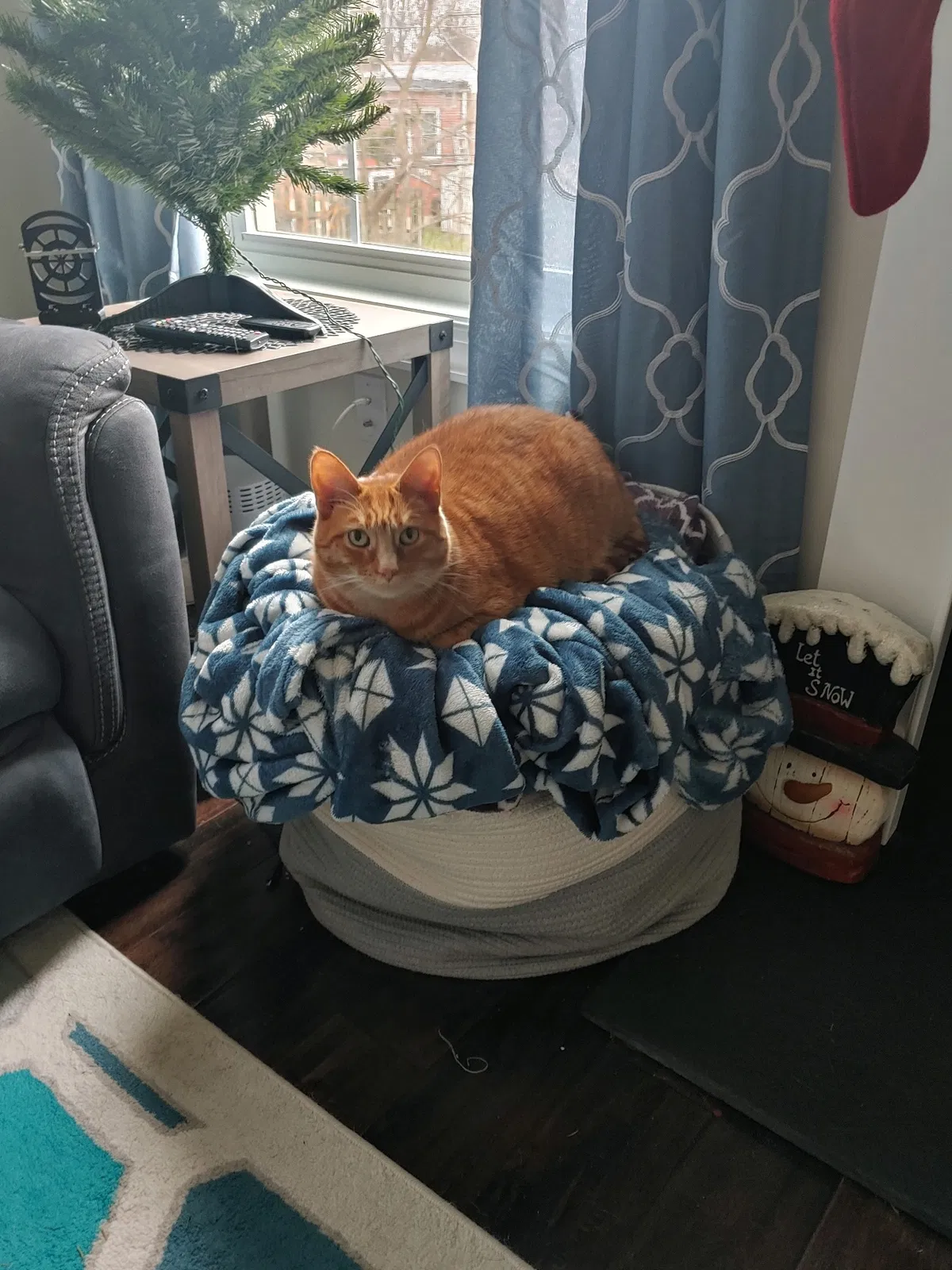 Lost cat in Malvern, PA, 19355