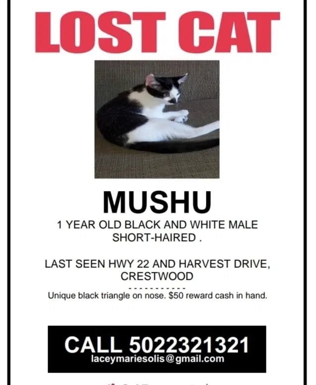 Lost cat in Crestwood, KY, 40014