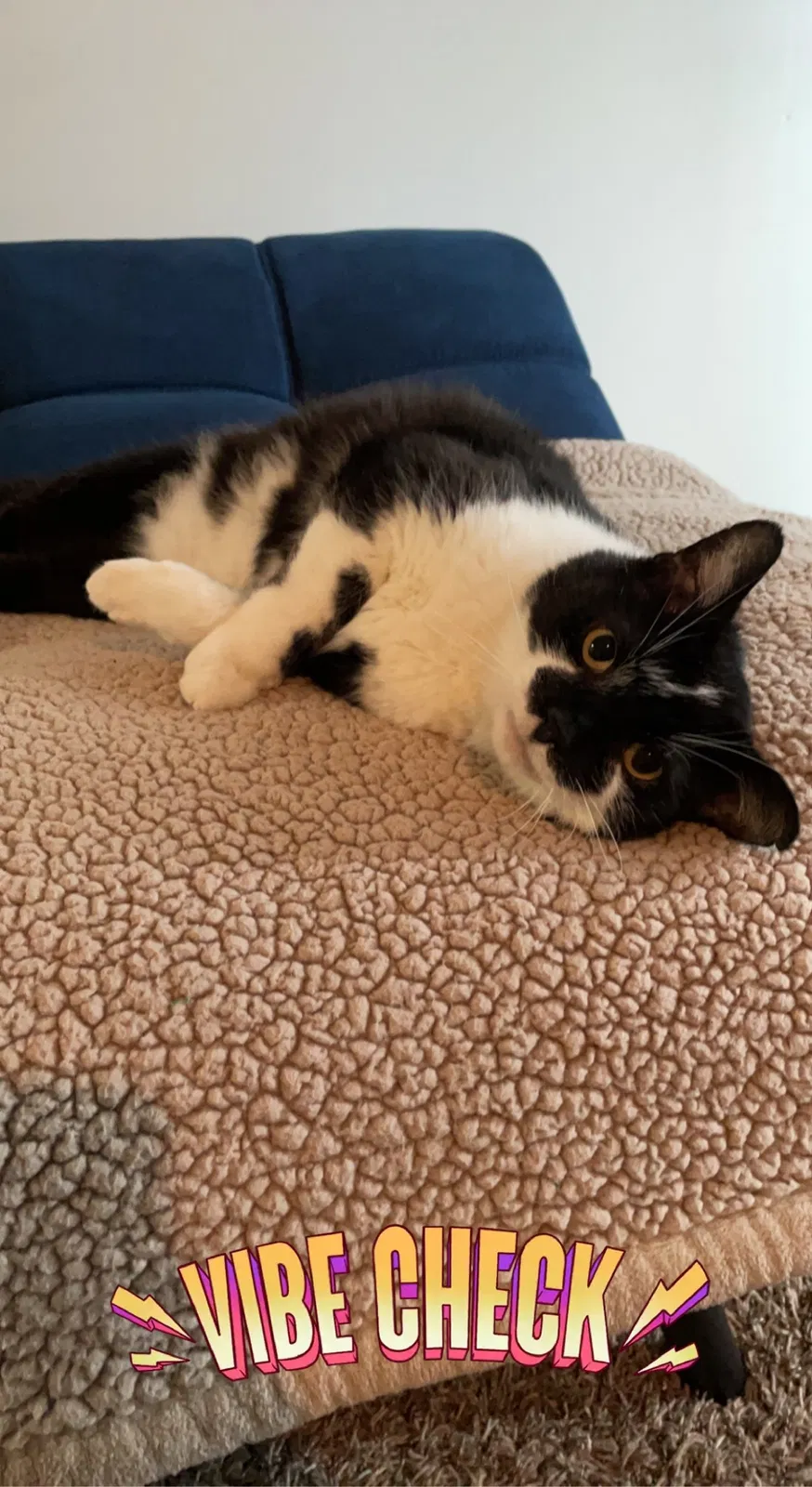 Lost cat in Louisville, KY, 40291