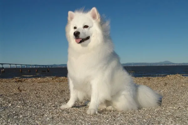 Lost dog in Sugar Land, TX, 77478