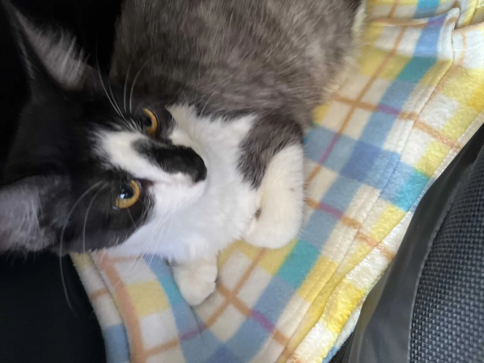 Lost cat in San Bernardino, CA, 92404