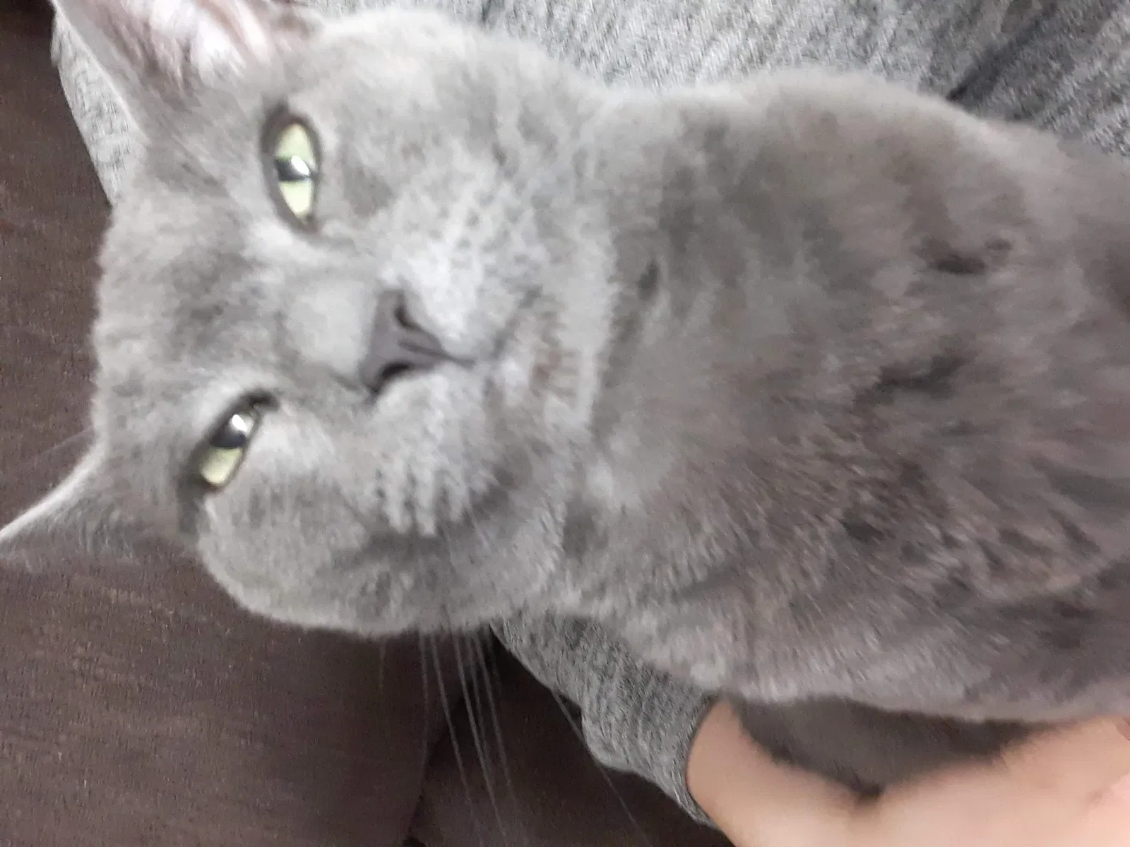 Lost cat in Bristol, TN, 37620